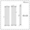 Milano Windsor - White Vertical Traditional Column Radiator - 1800mm x 470mm (Four Column)